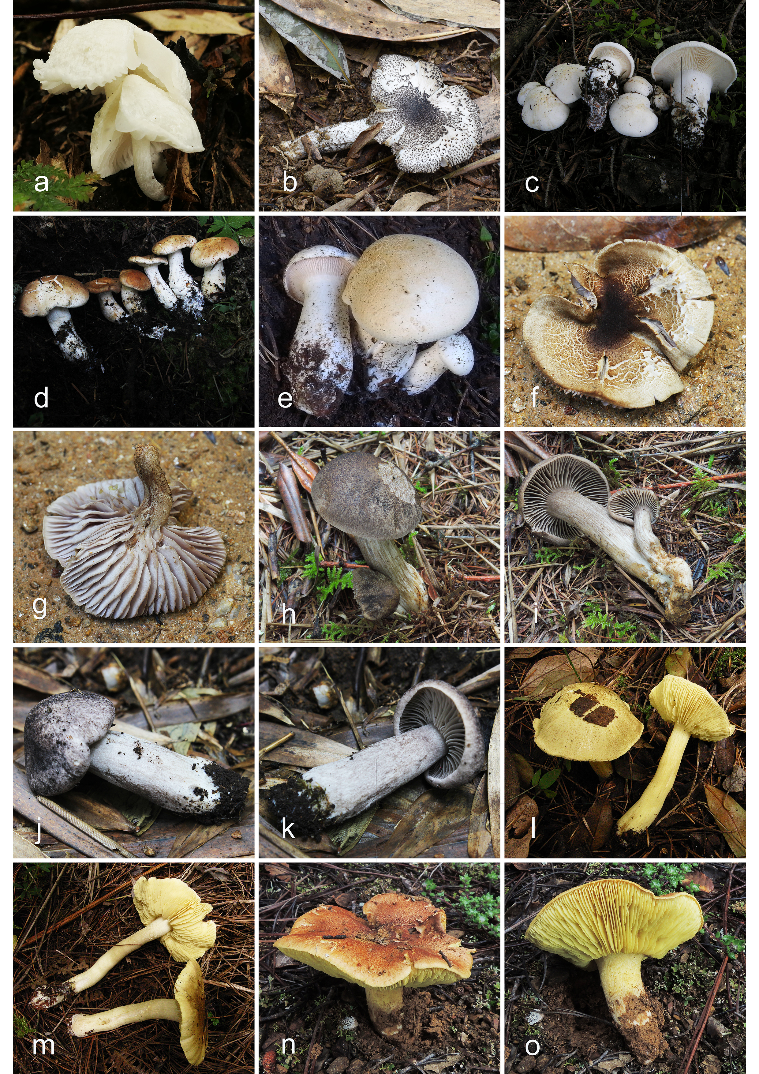 Figure 15